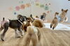 みんな一緒に走ってみたよ💨ジョアくん跳んでる　「ましゅまろ幼稚園🐾」