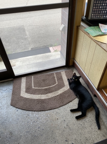 玄関マット化する黒猫「お気をつけください！」