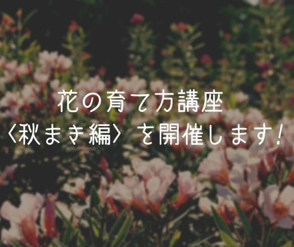 「花の育て方講座〈秋まき編〉を開催します!【横浜・磯子区役所・イベント】」