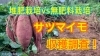 「サツマイモの収穫　試し掘りでイモの肥大を見てみました！　タネのハシモト」