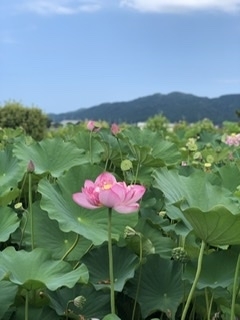 「蓮の花」