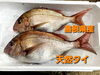 「○本日のお刺身○【島根県産】天然タイ、ヒラマサ」