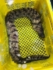 「魚魚市場鮮魚コーナーおすすめは「ハコエビ・うちわエビ」です♪」