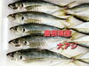 「○本日のお刺身○【島根県産】大アジ、ソウダガツオ」