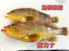 「○本日のお刺身○【島根県産】黄カナ、ハマチ」