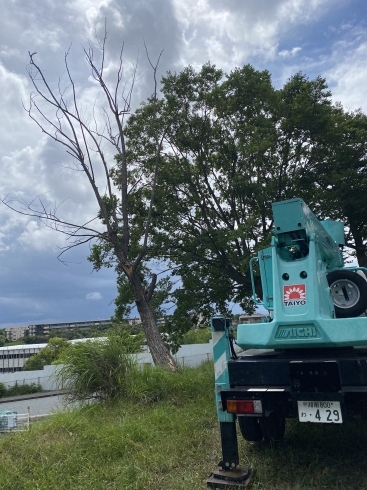 枯れ木伐採前「枯れ木の伐採。横浜市磯子区、金沢区。植木、造園のご相談は庭一。」