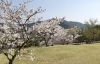 桜スポット特集 佐世保市 佐々町 波佐見町 川棚町の花見スポット まいぷれ 佐世保