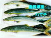「○本日のお刺身○【島根県産】ハマチ、白イカ」