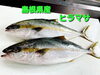「○本日のお刺身○【島根県産】天然タイ、ヒラマサ」