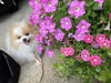 「　英語クラス　生徒募集！」
