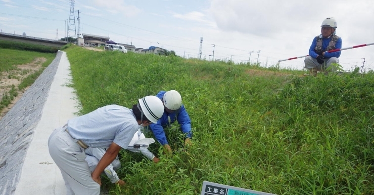 根を張ってくれることで崩れることを防止します。「植生シートの役割」