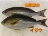 本日のお刺身 島根県産 イサキ ソウダガツオ 本日のお惣菜 各種ございます 寺津屋 仕出し 会席料理のニュース まいぷれ 松江
