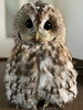 「フクロウ紹介　その1」