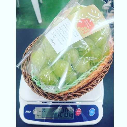 マスカットジパング「旭川で美味しい果物を買うならやおもり果実専門店へ！！」