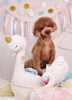 Happy　birthday　　ネムくん「Anniversary photo　(^O^)／」
