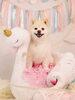 Happy birthday　プヨンちゃん「Anniversary photo　(^O^)／」