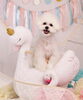 Happy birthday　寿ちゃん　(^O^)「Anniversary photo　(*´ω｀*)」