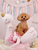Happy birthday　はなちゃん「Anniversary photo　&　お知らせ　(^O^)」