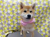 少し慣れたかな……「☆試行錯誤☆【上鳥羽　南区吉祥院　トリミング　ペットサロン　どっぐさろんあきゅ】」