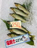 「魚魚市場鮮魚コーナーおすすめは「あゆ・クロ」です♪」
