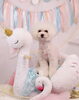 Happy birthday　ちきクン「Anniversary photo　&　koniwanからのお知らせ　(*´ω｀*)」