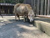(写真1)ラテ「夏のヤギとヒツジ」