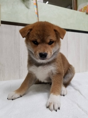 柴犬　オス「【WAN'S】新しいワンちゃんのご紹介！柴犬 オス」