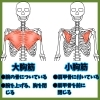 肩の骨