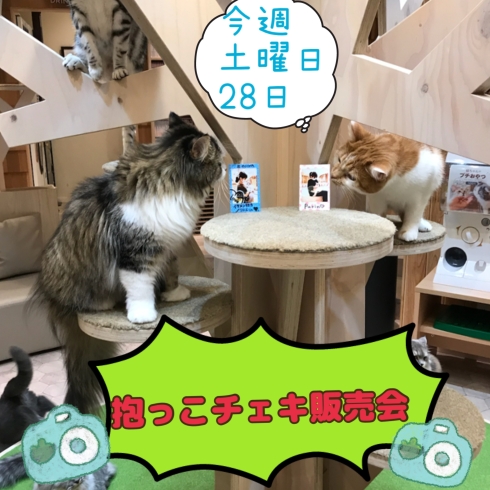 抱っこチェキ販売会 宮崎ナナイロ メガドンキ にある猫カフェ 漫画 ドリンクバー ワークプレイス 猫カフェmocha モカ のニュース まいぷれ 宮崎