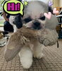 可愛いのです！「犬好きさーん♡はーいヽ(*＾ω＾*)ﾉ斐川町 仏壇」