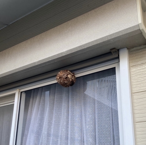 今回の蜂の巣です「窓辺に蜂の巣が。。。！」