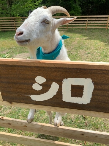 シロ「奈良県御所市「ヤギに会えるカフェ?!」」