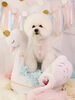Happy birthday　福くん「Anniversary photo　(^O^)／」