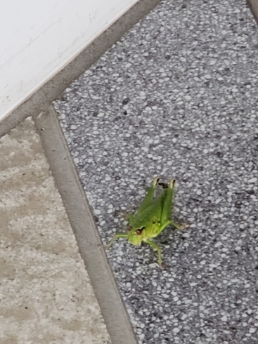 今年初のバッタです「 もうすぐ秋です」