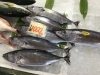 「魚魚市場鮮魚コーナーおすすめは「ハガツオ・あじ」です♪」
