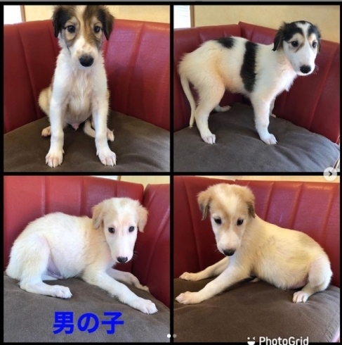 「ボルゾイ 子犬 7月15日生まれ」