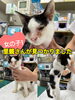「里親募集のお知らせ〜里親さんが見つかりました〜」