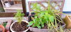 植え替え後です「花壇を綺麗にしてみました」