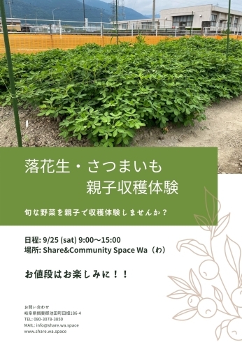 Wa野菜収穫体験（落花生・さつまいも）「【第2弾】親子で野菜収穫体験。今回は落花生とさつまいもです」