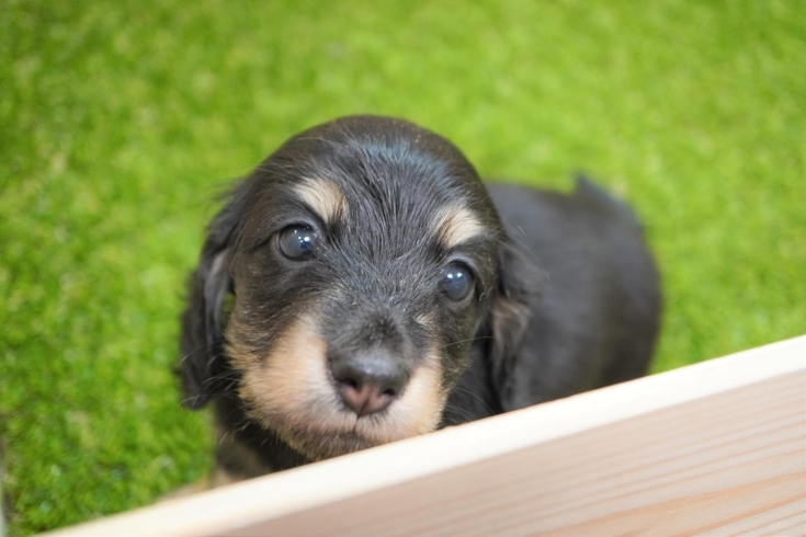 「ミニチュアダックス子犬情報」