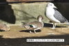 エクリプス（非繁殖羽）はこんなに地味です「おしゃれさん」