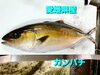 「○本日のお刺身○【愛媛県産カンパチ】【島根県産天然タイ】」