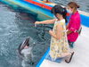 「世界で最も歯が多い生き物は？　#世界　#歯が多い　#イルカ　#動物の歯　#口コミ　#子供　#子供の歯」