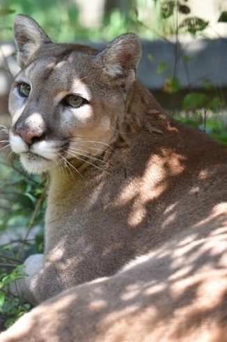 「ピューマのマリーが天王寺動物園へ引っ越します。」