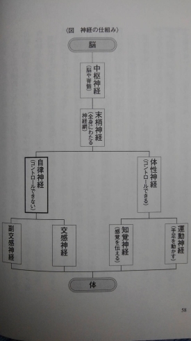 「☆自律神経②☆脳～脊髄周辺の神経中枢部をほぐし温める押揉整体の威力！【市川市本八幡駅から徒歩すぐの整体院】」