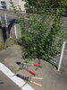 「はち歯科医院駐車場のど根性雑草伐採しました！#福岡県大野城市#口コミ#綺麗を保つ」