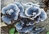 カワラタケ | 地元の植物・菌類（きのこ）図鑑 | まいぷれ[周南市