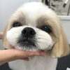まるちゃん「マシュマロ　Style  Book」