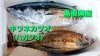 本日のお刺身 島根県産 キツネカツオ ハガツオ トビウオ 寺津屋 仕出し 会席料理のニュース まいぷれ 松江