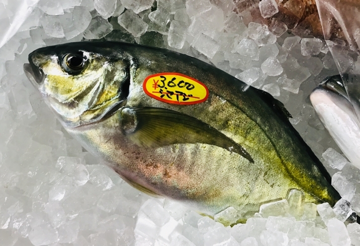 「魚魚市場鮮魚コーナーおすすめは「シマアジ」「お魚セット」です♪」